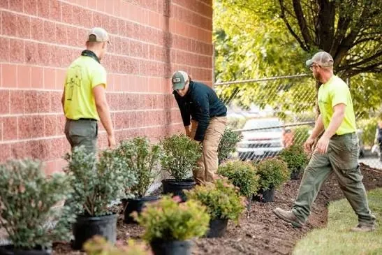 A landscaping crew planting shrubs